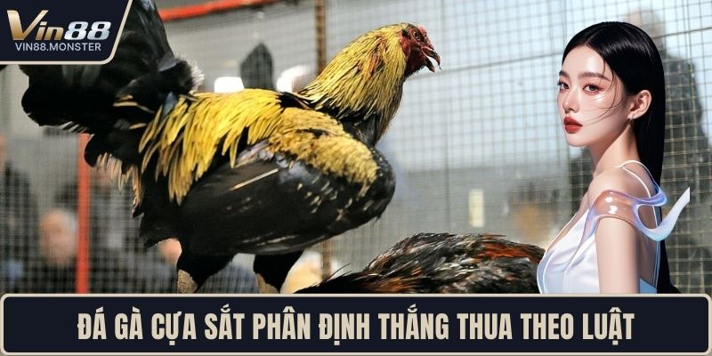 Đá gà cựa sắt phân định thắng thua theo luật